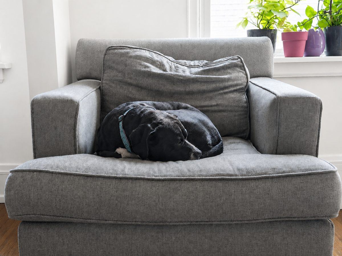 Lee's dog relaxing at home